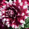Георгина декоративная Мистери Дей (Dahlia decorative Mystery Day)