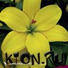 Лилия ЛА гибрид Йеллоу Кокот (Lilium LA-hybrid Yellow Cocotte)