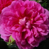 Роза парковая английская Принцесса Анна (Park English rose Princess Anne)