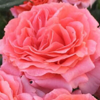 Роза парковая Перфюм де Франс (Park rose Perfume de France)