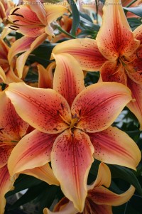 Лилия ОА гибрид Фёст Краун (Lilium OA hybrid First Crown)