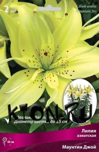 Лилия азиатская горшечная Маунтин Джой (Lilium asiatic pot Mountain Joy)