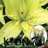 Лилия азиатская горшечная Маунтин Джой (Lilium asiatic pot Mountain Joy)