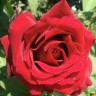 Роза чайно-гибридная Лавли Ред (Rose Hybrid Tea Lovely Red)