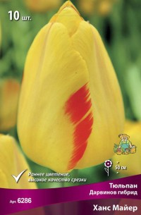 Тюльпан Дарвинов гибрид Ханс Майер (Tulipa Darwin hybrid Hans Mayer)