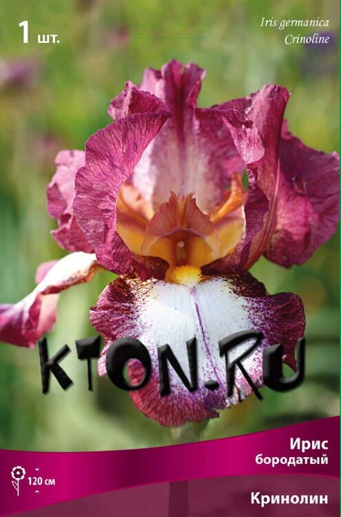 Ирис бородатый Кринолин (Iris germanica Crinoline)