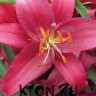 Лилия восточная Монтесума (Lilium oriental Montezuma)
