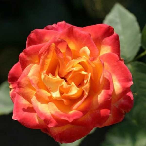 Роза флорибунда Анимо (Rose floribunda Animo)   