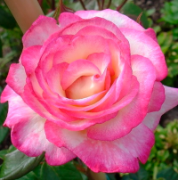 Роза плетистая Хэндель (Rose climbing Handel)