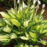 Хоста гибридная Колорд Халк (Hosta hybrid Colored Hulk)