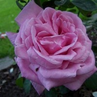 Роза чайно-гибридная Липарфюм (Rose Hybrid Tea Liparfum)