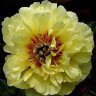 Пион ИТО Гарден Треже (Paeonia Itoh Hybrids Garden Treasure)