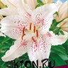 Лилия восточная Мускадет (Lilium oriental Muscadet)
