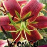 Лилия ОТ гибрид Шехерезада (Lilium OT hybrid Sheherezade)  