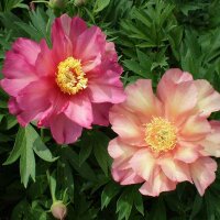 Пион ИТО Джулия Роуз (Paeonia Itoh Hybrids Julia Rose)