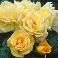 Роза флорибунда Артур Белл (Rose floribunda Arthur Bell) 