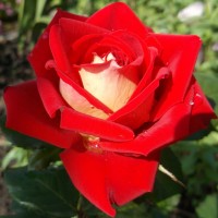 Роза чайно-гибридная Люксор (Rose Hybrid Tea Luxor)