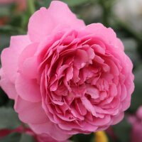 Роза парковая Пинк Глоу (Park rose Pink Glow)