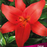 Лилия азиатская Детройт (Lilium asiatic Detroit)