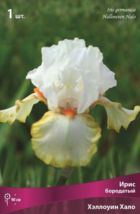 Ирис бородатый Хэллоуин Хало (Iris germanica Halloween Halo)