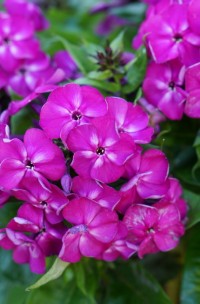 Флокс метельчатый Бамбини Дизайр (Phlox paniculata Bambini Desire)