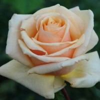 Роза чайно-гибридная Мадам Энизетт (Rose Hybrid Tea Madame Anisette)