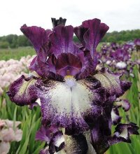 Ирис бородатый Принц ов Бургунди (Iris germanica Prince of Burgundy)