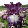 Ирис бородатый Принц ов Бургунди (Iris germanica Prince of Burgundy)