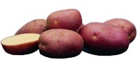 Картофель семенной Ред Скарлет 3 кг