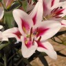 Лилия ОТ гибрид Гаучо (Lilium OT hybrid Gaucho)