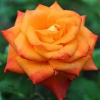 Роза чайно-гибридная Миракл (Rose Hybrid Tea Miracle)