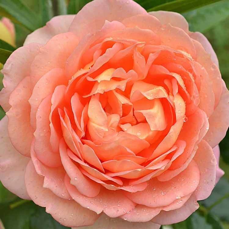 Роза парковая английская Леди оф Шалот (Park English rose Lady of Shalott)