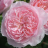 Роза парковая Пинк Помпон (Park rose Pink Pompom)