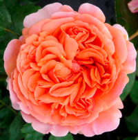 Роза парковая Чиппендейл (Park rose Chippendale)