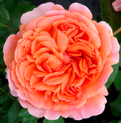 Парковые розы Чиппендейл купить в интернет магазине Ктон