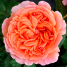Роза парковая Чиппендейл (Park rose Chippendale)