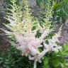 Астильба китайская Милк энд Хани (Astilbe chinensis Milk and Honey)