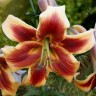 Лилия ОТ гибрид Дебби (Lilium OT hybrid Debbie)  