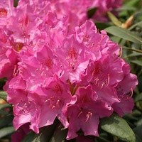 Рододендрон катевбинский Розеум Элеганс (Rhododendron catawbiense Roseum Elegans)