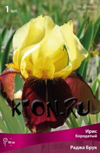Ирис бородатый Раджа Брук (Iris germanica Rajah Brooke)