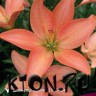 Лилия ЛА гибрид Литтл Кисс (Lilium LA-hybrid Little Kiss)