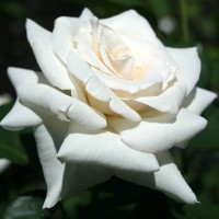 Роза чайно-гибридная Паскаль (Rose Hybrid Tea Pascali)