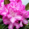 Рододендрон якушиманский Блюретта (Rhododendron catawbiense Blurettia)