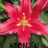 Лилия восточная Бакарди (Lilium oriental Bacardi)