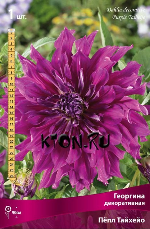 Георгина декоративная Пёпл Тайхейо (Dahlia decorative Purple Taiheijo)