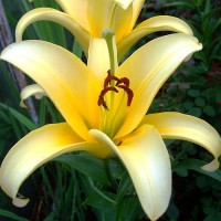 Лилия ОТ гибрид Йеллоувин (Lilium OT hybrid Yelloween)