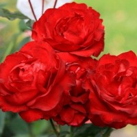 Роза флорибунда Нина Вейбул (Rose floribunda Nina Weibull) 