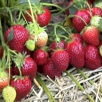 Земляника садовая (клубника) Вечная весна