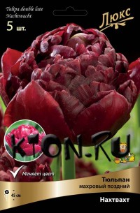 Тюльпан махровый поздний Нахтвахт (Tulipa double late Nachtwacht)