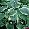 Хоста гибридная Нозерн Икспожэ (Hosta hybrid Northern Exposure)